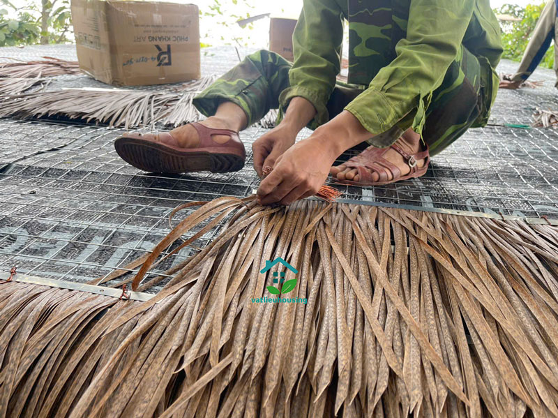 Cỏ tranh nhân tạo Hà Nội